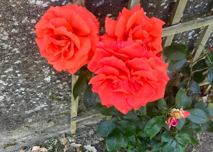 Calix 住宿加早餐酒店 拉弗雷切